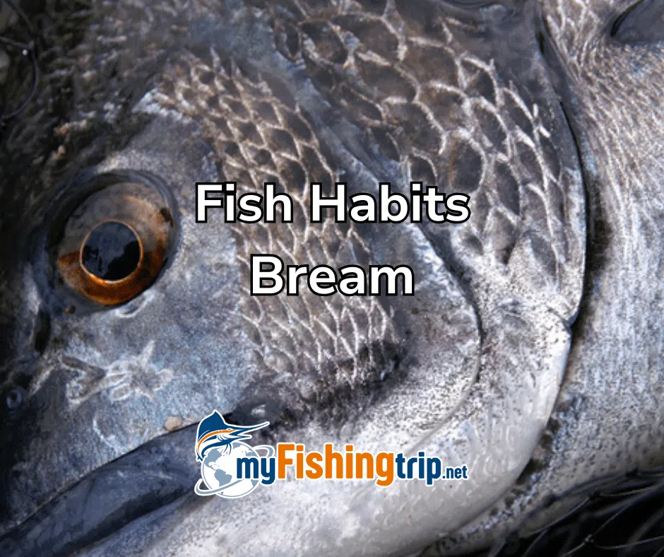 Fish Habits bream